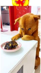 XiaoPang with treats